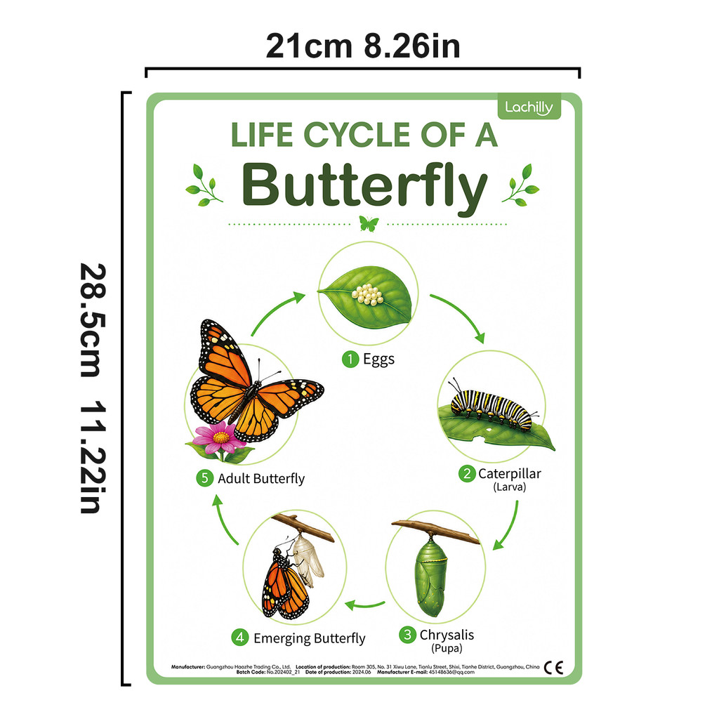 8Pcs Poster Edukasi Siklus Hid - Science Nature ulasan dan harga