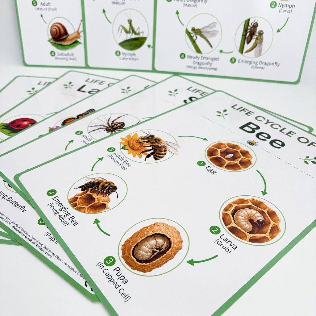 8Pcs Poster Edukasi Siklus Hid - Science Nature ulasan dan harga